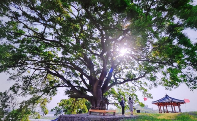 l019-changwon-dongbu-village-hackberry-tree 01