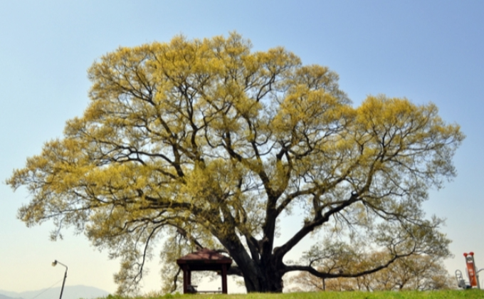 l019-changwon-dongbu-village-hackberry-tree 02