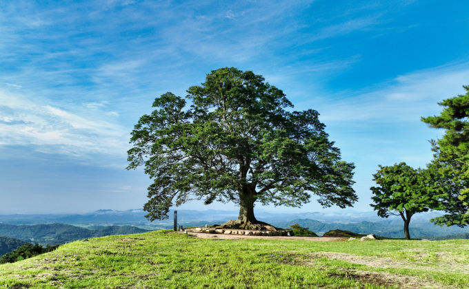 l021-buyeo-seongheungsan-love-tree 02