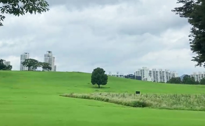 l036-seoul-olympic-park-lone-tree 01