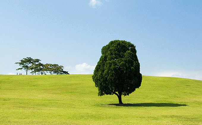l036-seoul-olympic-park-lone-tree 02