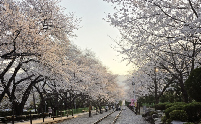 l094-jinhae-gyeonghwa-station-cherry-blossom-street 02