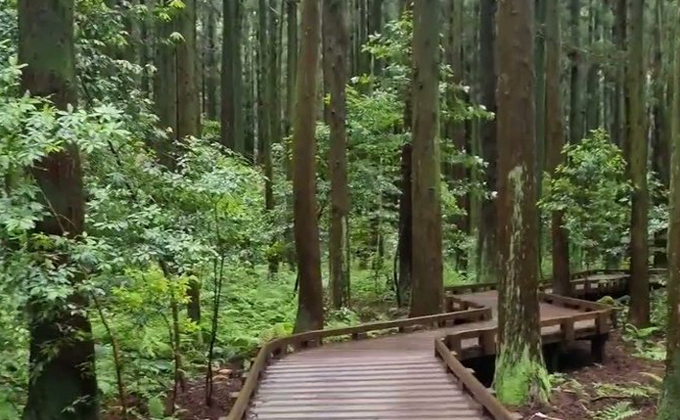 l095-jeju-saryeoni-forest-trail 01