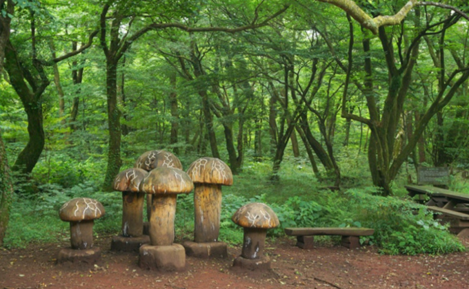 l095-jeju-saryeoni-forest-trail 02